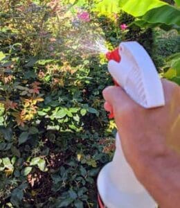 japanese beetles spray rid beetle homemade diy naturally spraying